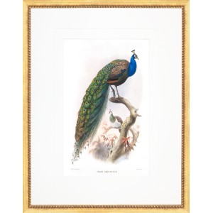 AP- PEACOCK 1